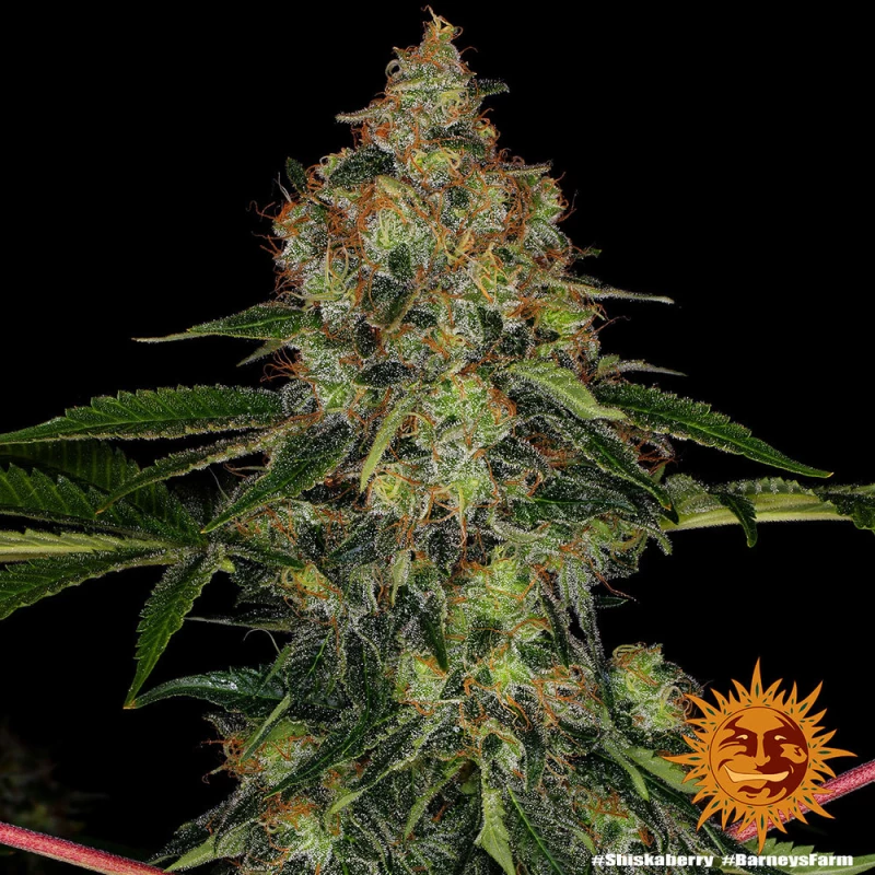 Barneys farm Shiskaberry