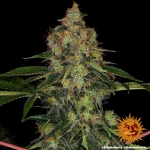 Barneys farm Shiskaberry
