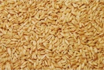 Versele-laga Βρώμη - 1KG χύμα
