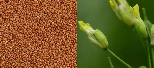 Camelina - 1KG