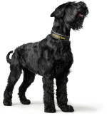 Περιλαίμιο Σκύλου Hunter Collar Neopren Reflect 65 L 4,5x54-61cm Borussia Dortmund