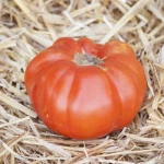 Τομάτα (Καλαμάτας)