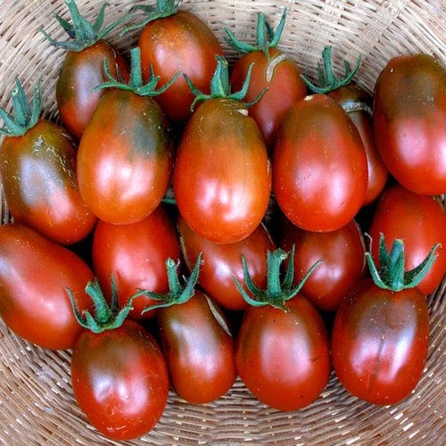 Τομάτα (Βελανίδι Μαύρο)