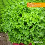 Μαρούλι Batavia Fragola | 5000 Pills