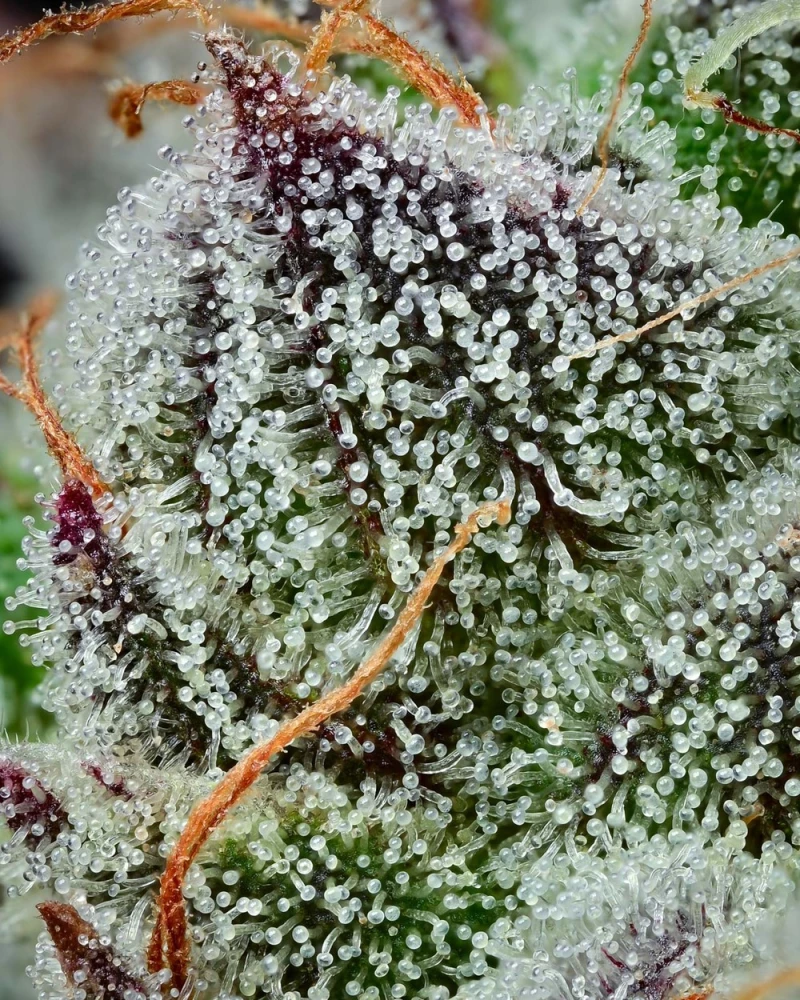 Barneys Farm Black Cherry Gushers