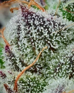 Barneys Farm Black Cherry Gushers