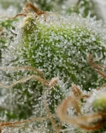 Barneys Farm Bruce Banner