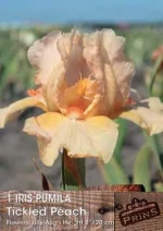 Ίριδα Germanica "Tickled Peach"