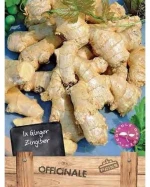 Πιπερόριζα Ginger