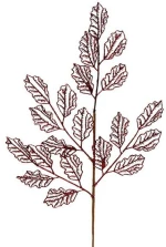 Χριστουγεννιάτικο Κλαδί 50190008 29x66cm Bordo