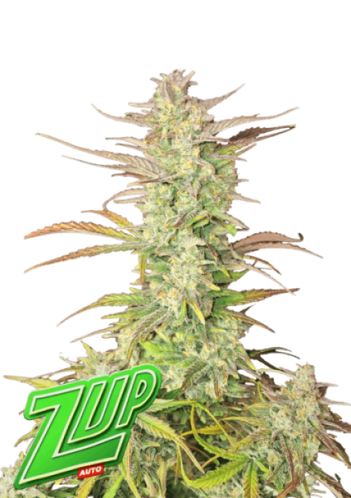 Fast Buds Z-Up Auto