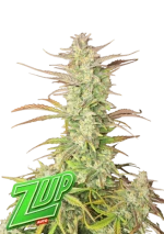 Fast Buds Z-Up Auto