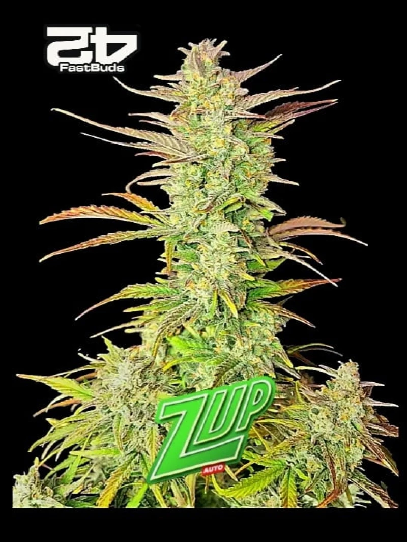 Fast Buds Z-Up Auto