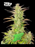Fast Buds Z-Up Auto