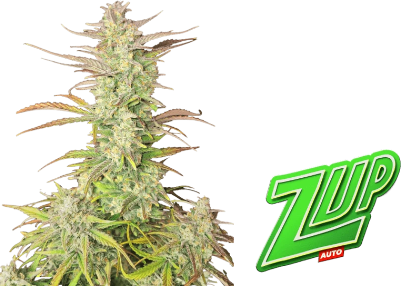 Fast Buds Z-Up Auto