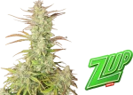 Fast Buds Z-Up Auto