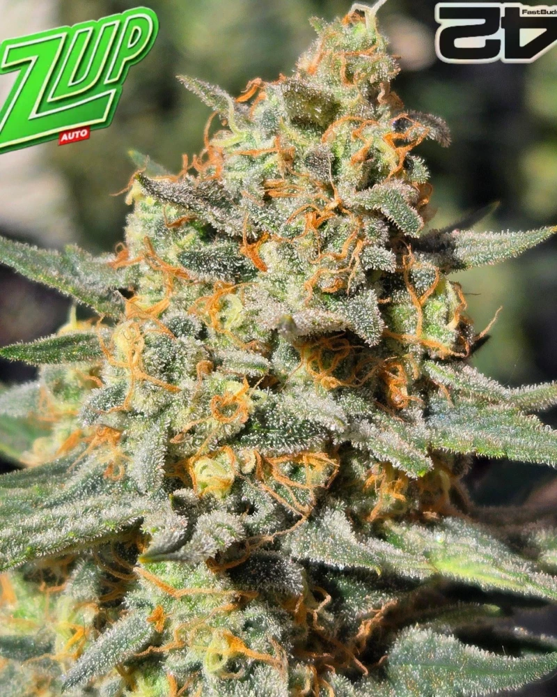 Fast Buds Z-Up Auto