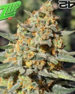 Fast Buds Z-Up Auto