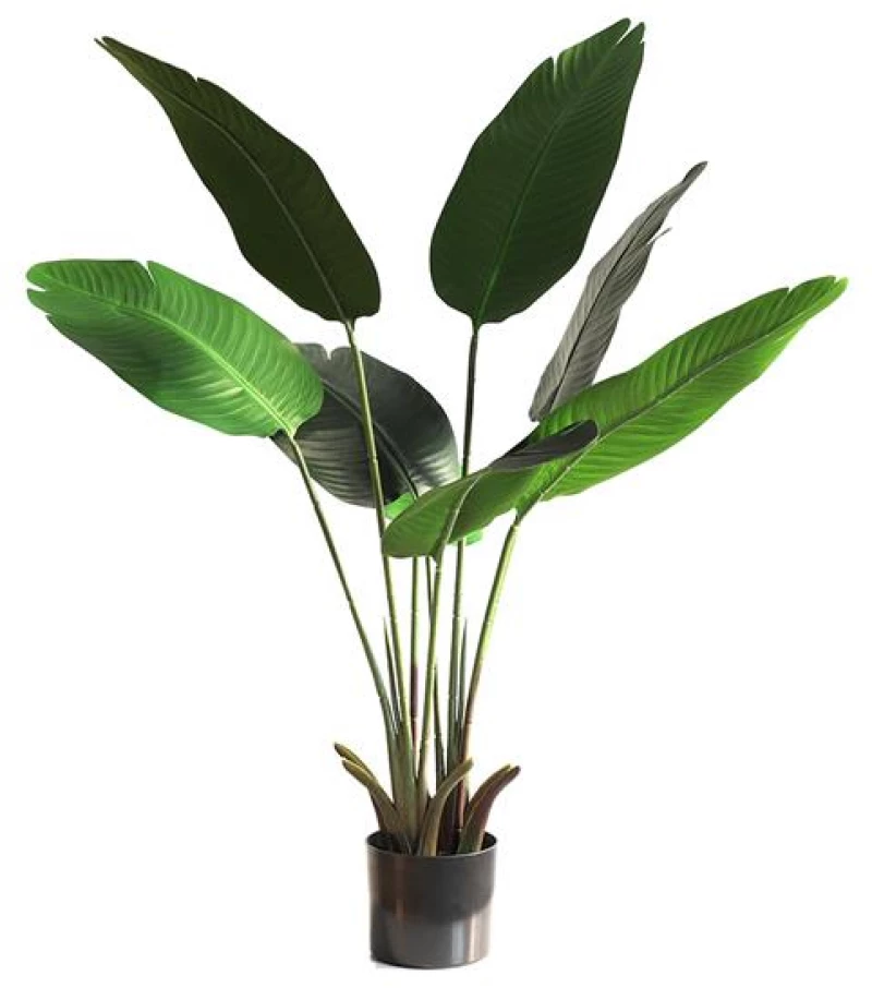 BANANA TREE NP1410_120  ΥΨΟΣ 120cm |