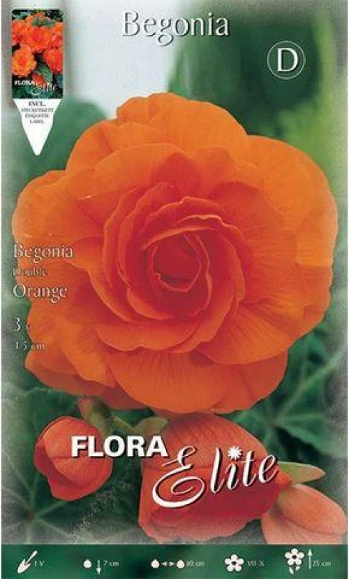 Μπιγόνια Διπλή "Double Orange"