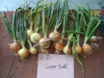 Κρεμμύδι Ξανθό Μακράς Ημέρας Copper Ball F1 | 250.000 Σπόρων