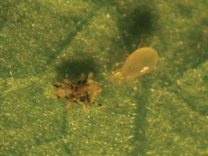 ANDERbio (Amblyseius adersoni)