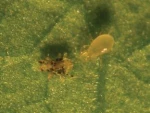 ANDERbio (Amblyseius adersoni)