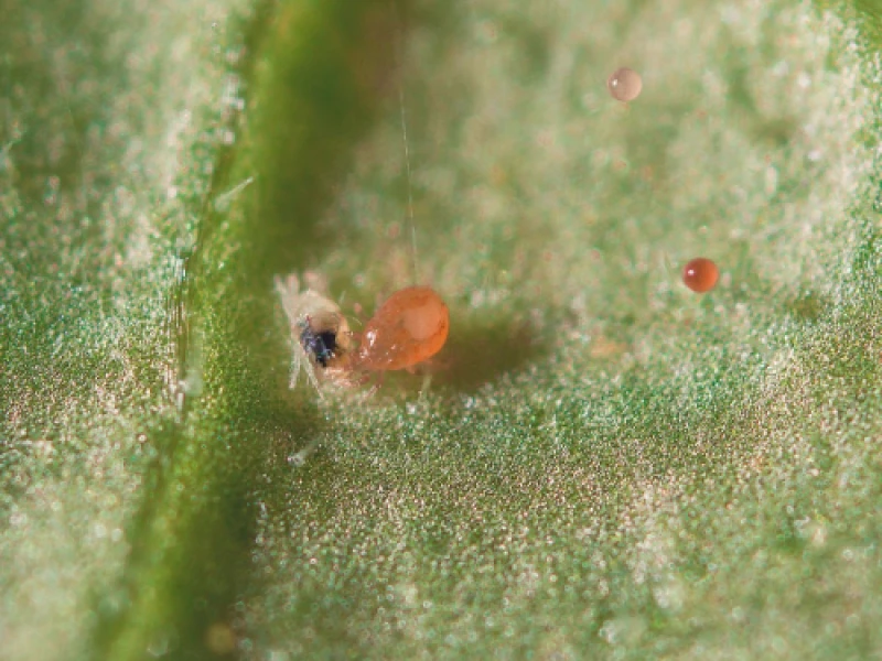 ANDERbio (Amblyseius adersoni)