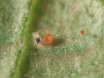 ANDERbio (Amblyseius adersoni)