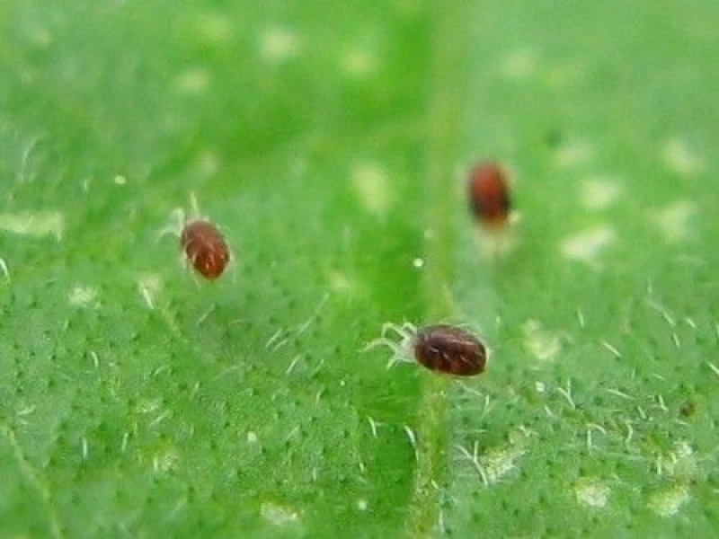 ANDERbio (Amblyseius adersoni)