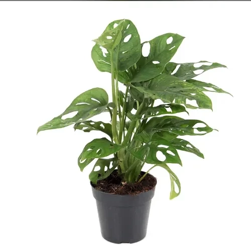 Μονστέρα Monstera Adansonii Υ:35cm, Ø14cm