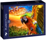 Bluebird Puzzle Parrot 1000 τεμάχια 90263