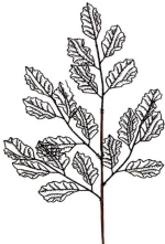 Χριστουγεννιάτικο Κλαδί 50190015 29x66cm Black