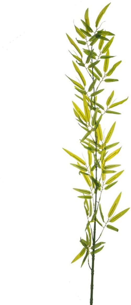 ΠΡΑΣΙΝΟ ΚΛΑΔΙ BAMBOO ΓΙΓΑΣ 1,5Μ