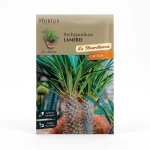 Κάκτος Pachypodium Lamerei