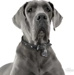 ΤΑΥΤΟΤΗΤΑ ΣΚΥΛΟΥ MY FAMILY BLUE GREAT DANE