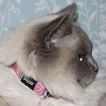 Περιλαίμιο Γάτας Rogz Sparklecat - Pink Small