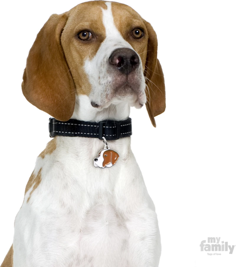 My Family Friends English Pointer Ταυτότητα