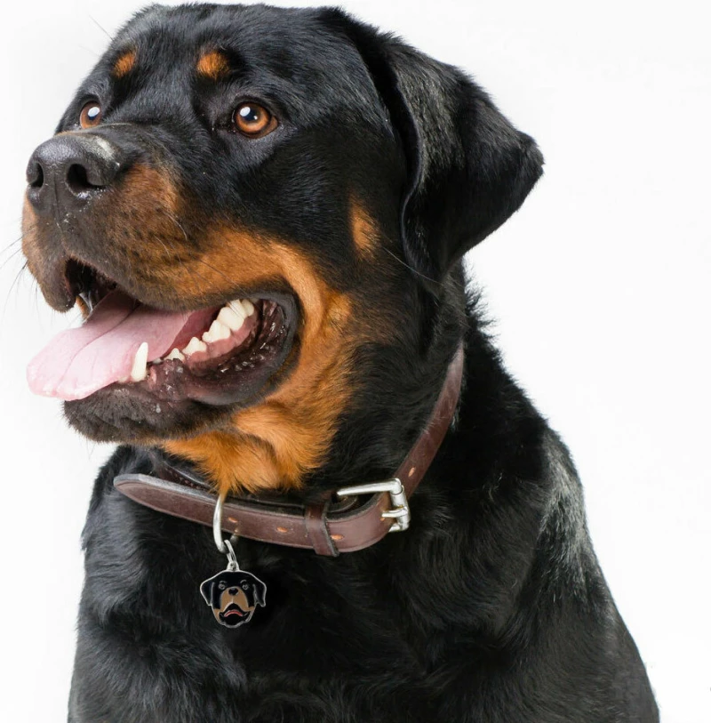 My Family Rottweiler Dog