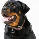 My Family Rottweiler Dog