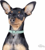 My Family Friends Pinscher Black Ταυτότητα