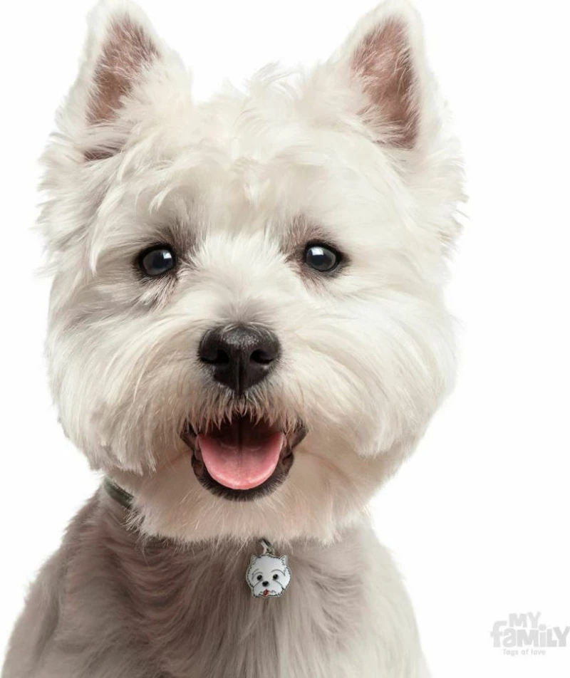 My Family Friends Westie Ταυτότητα