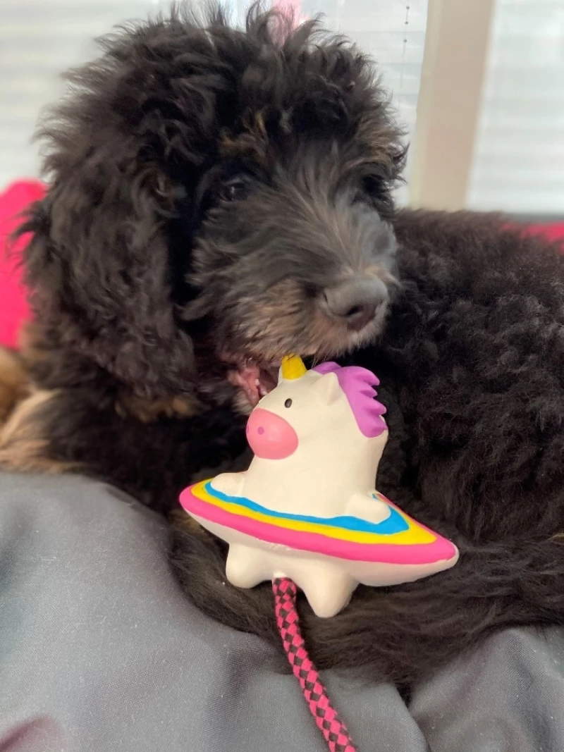 Max & Molly Snuggles Magic Mikey 13cm