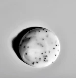 The Grey Exfoliating Face Scrub 100ml