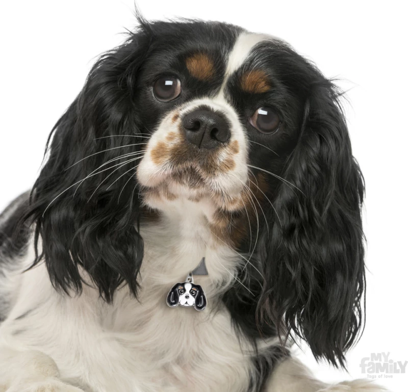 My Family Friends Cavalier King Ταυτότητα