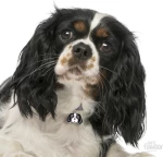 My Family Friends Cavalier King Ταυτότητα