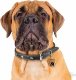 My Family Friends Bullmastiff Ταυτότητα