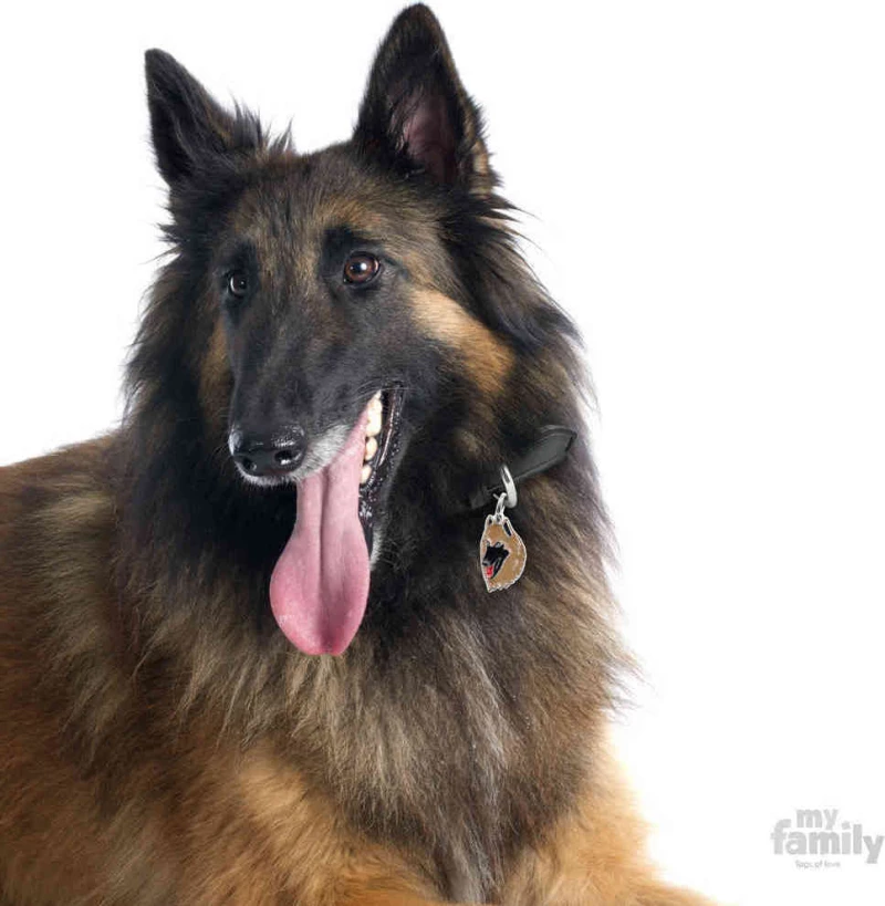 My Family Friends Belgian Shepherd Ταυτότητα Μενταγιόν