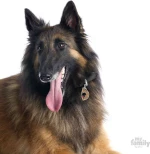 My Family Friends Belgian Shepherd Ταυτότητα Μενταγιόν