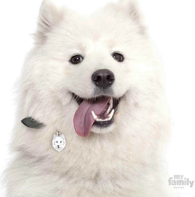 My Family Friends Samoyed Ταυτότητα
